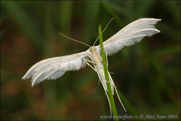 Pterophorus pentadactyla