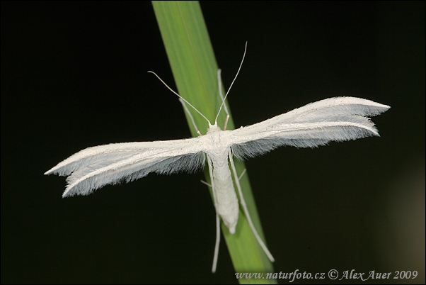 Pterophorus pentadactyla