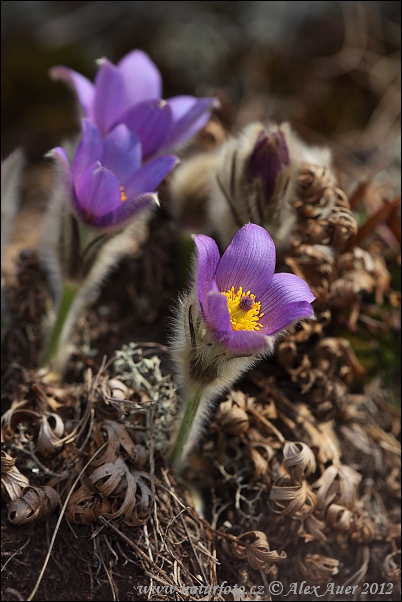 Pulsatilla grandis