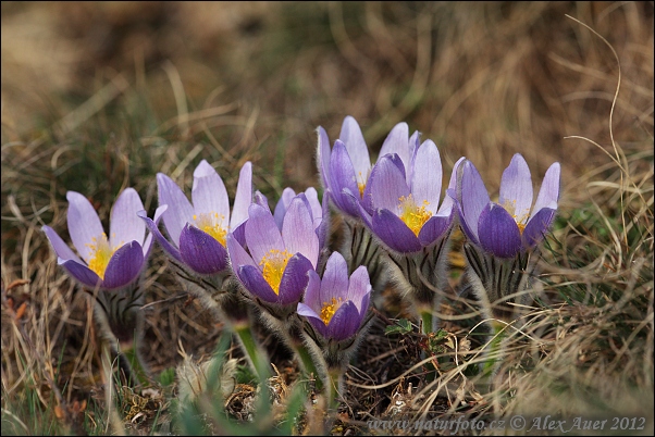 Pulsatilla grandis