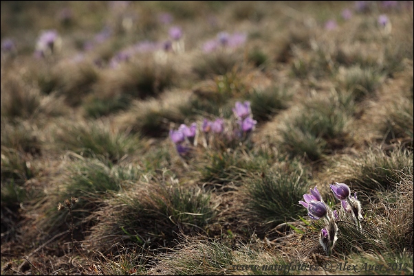 Pulsatilla grandis