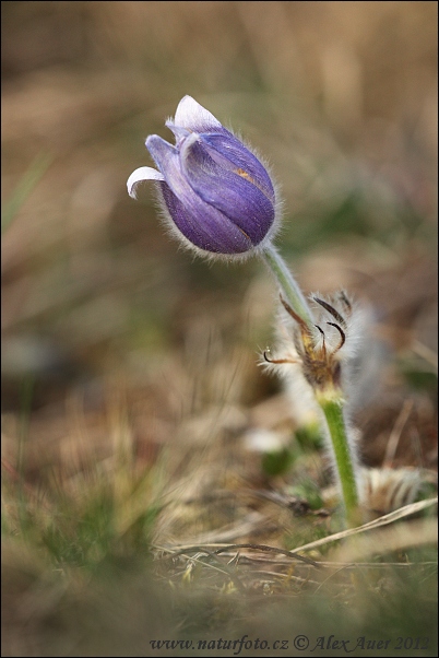 Pulsatilla grandis