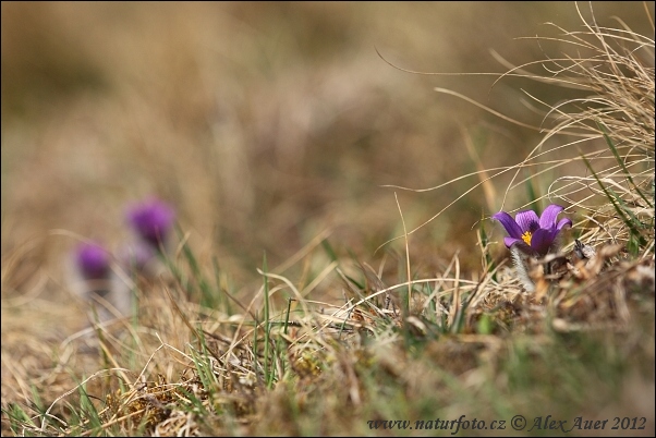 Pulsatilla grandis