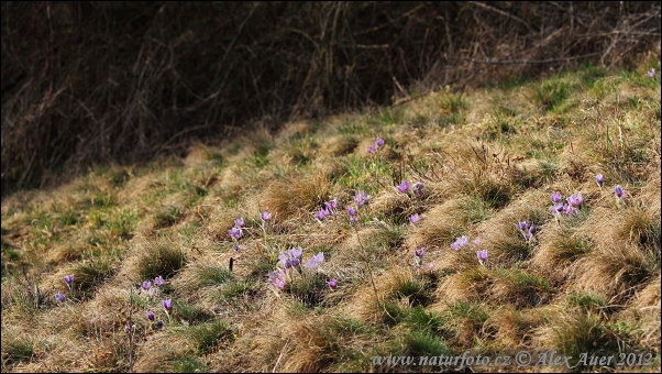 Pulsatilla grandis