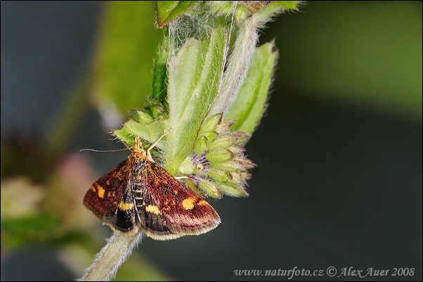 Pyrausta aurata