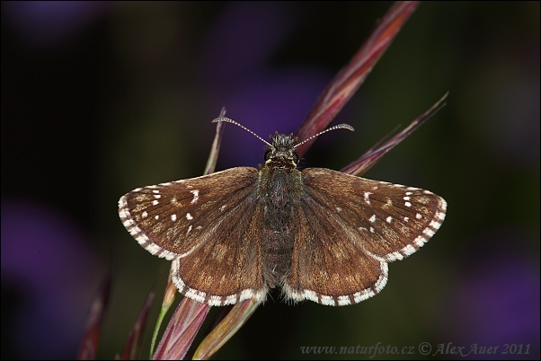 Pyrgus serratulae