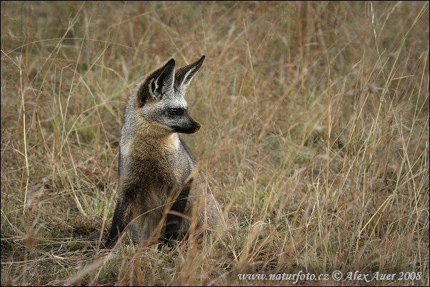 Renard à oreilles de chauve-souris