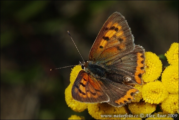 Rogeta papallona