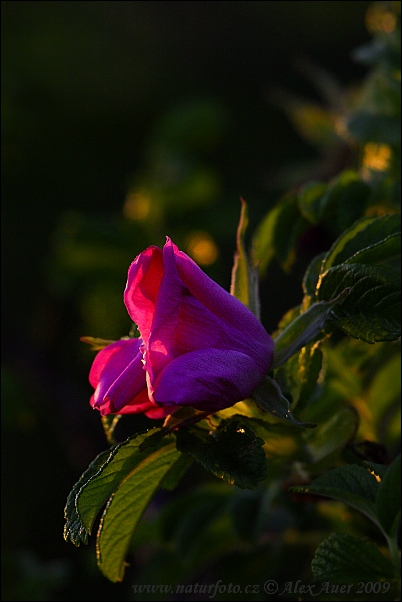 Rosa rugosa