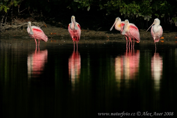 Rosenskedstork