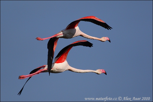 Rózsás flamingó