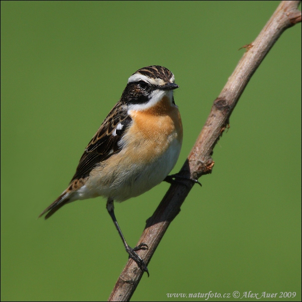 Saxicola rubetra