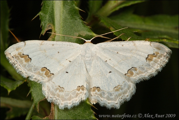 Scopula cinis