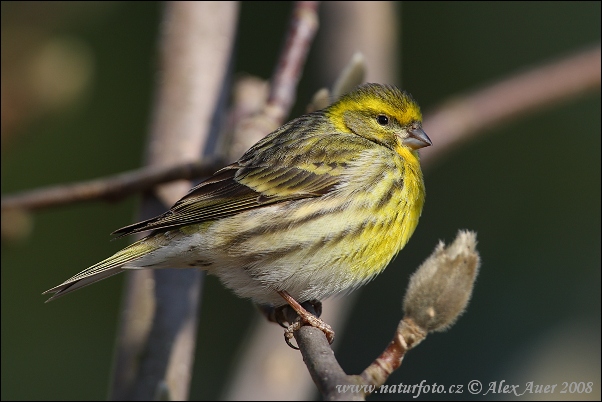 Serin cini