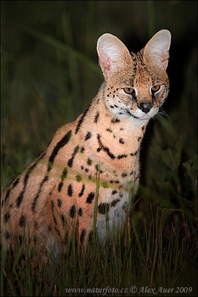 Serval