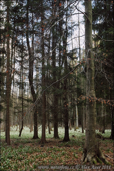 Śnieżyca wiosenna