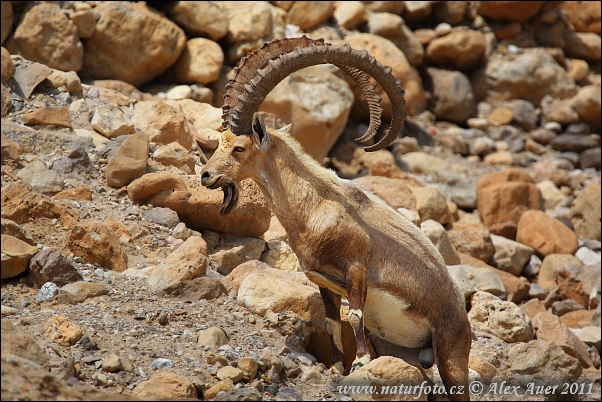 Stambecco della Nubia