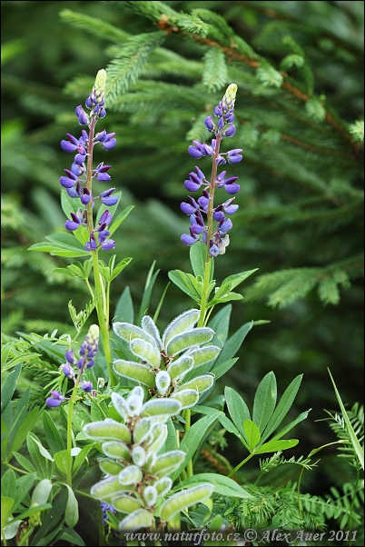 Staude-Lupin