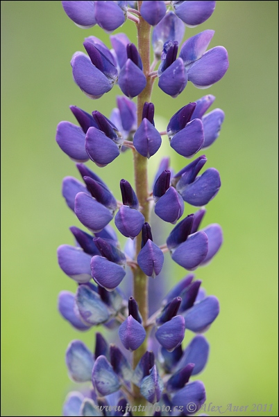 Staude-Lupin