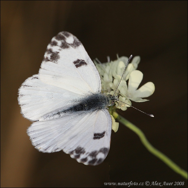 Stepinis baltukas