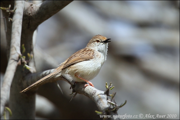 Streckad prinia