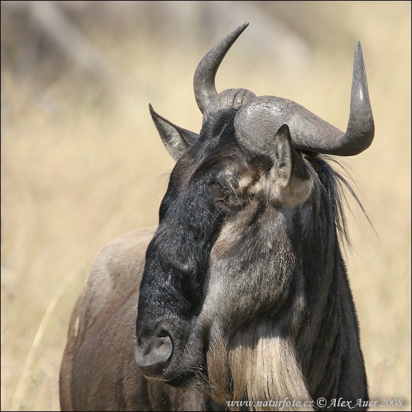 Strimmig gnu