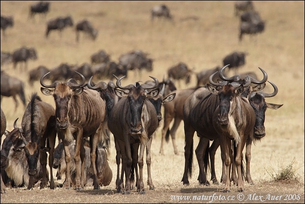 Stripegnu Gnuen Okse gnu Stribet