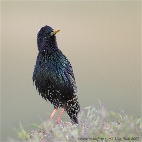 Sturnus vulgaris