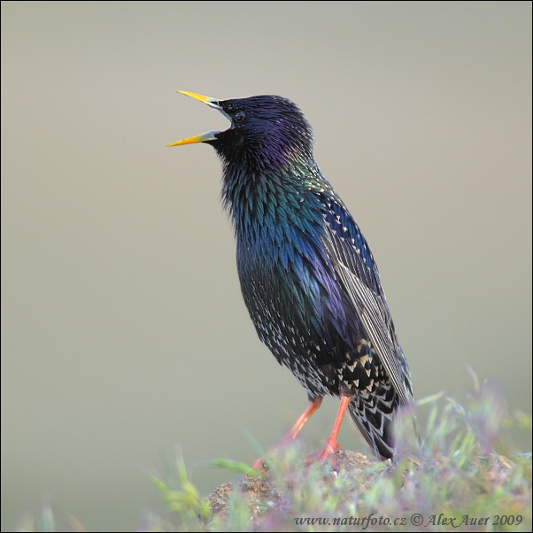 Sturnus vulgaris