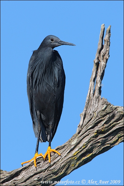 Swartreier