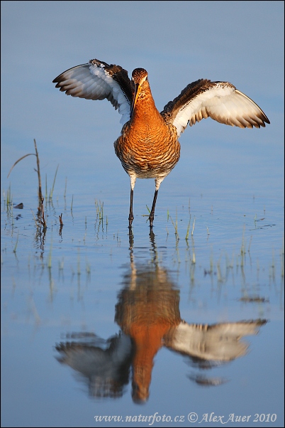 Swartstertgriet