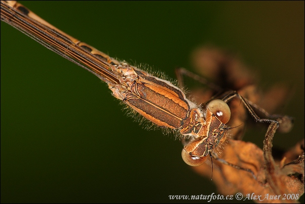 Sympecma fusca