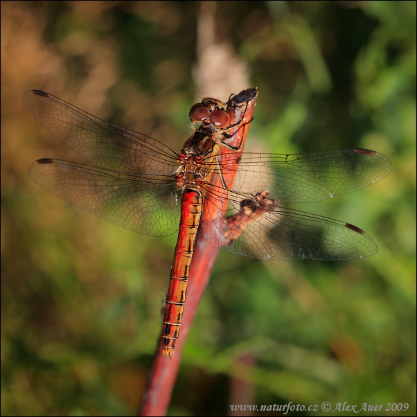 Sympetrum vulgatum