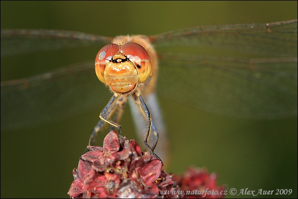 Sympetrum vulgatum