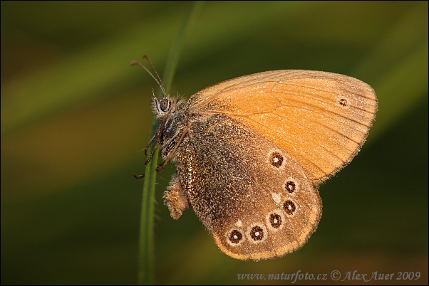 Tamsusis satyriukas