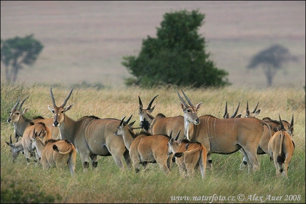 Taurotragus oryx