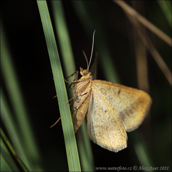 Tephrina arenacearia