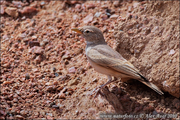 Terrerola del desert