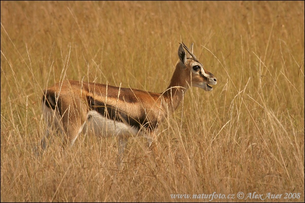 Thomson-gazella