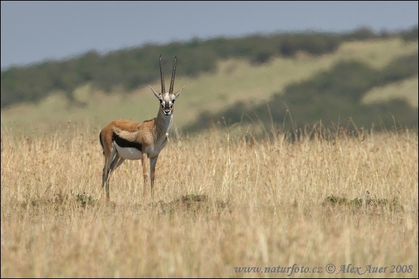 Thomson-gazella