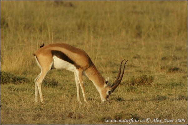 Thomsongazelle