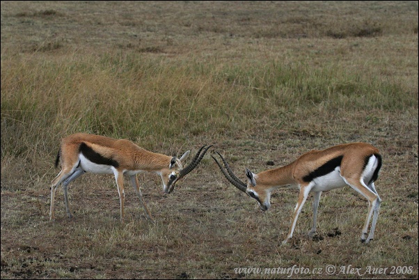 Thomsongazelle