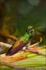 Бледнохвостый венценосный колибри