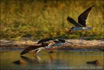 Африканский водорез