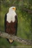 African Fish-Eagle