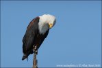 African Fish-Eagle