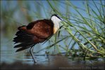 African Jacana