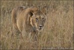 African Lion