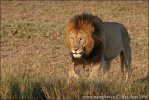 African Lion