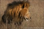 African Lion